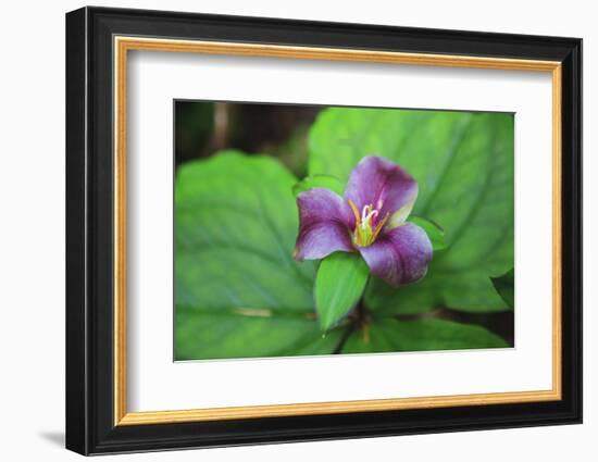 Western white trillium, Redwood National and State Parks, California.-Mallorie Ostrowitz-Framed Photographic Print