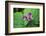 Western white trillium, Redwood National and State Parks, California.-Mallorie Ostrowitz-Framed Photographic Print