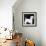 Westie, 1991-Maggie Rowe-Framed Giclee Print displayed on a wall