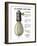 Westinghouse Electric Company's 16 Candle-Power Incandescent Lamp, Advertisement, 1886-null-Framed Giclee Print