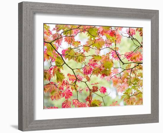 Westonbirt Arboretum in autumn, Gloucestershire, UK-Nadia Isakova-Framed Photographic Print