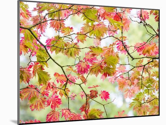 Westonbirt Arboretum in autumn, Gloucestershire, UK-Nadia Isakova-Mounted Photographic Print