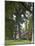 Westover Plantation, Tulip Poplars, Charles City County, Virginia, USA-Charles Gurche-Mounted Photographic Print