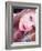 Wet and Wild-Maren Slay-Framed Photographic Print