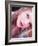 Wet and Wild-Maren Slay-Framed Photographic Print