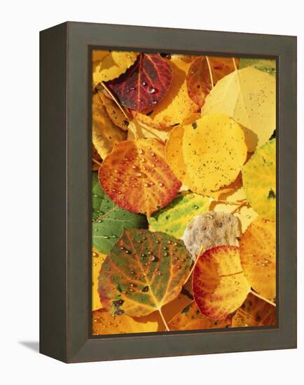 Wet Aspen Leaves in Autumn, Gunnison National Forest, Colorado, USA-Scott T. Smith-Framed Premier Image Canvas