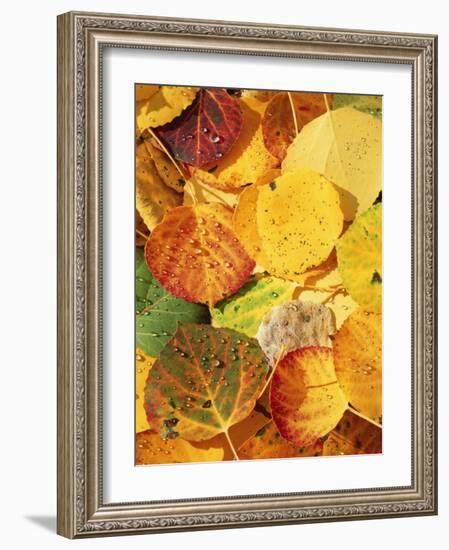 Wet Aspen Leaves in Autumn, Gunnison National Forest, Colorado, USA-Scott T. Smith-Framed Photographic Print