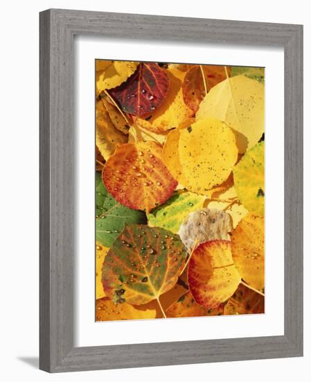 Wet Aspen Leaves in Autumn, Gunnison National Forest, Colorado, USA-Scott T. Smith-Framed Photographic Print