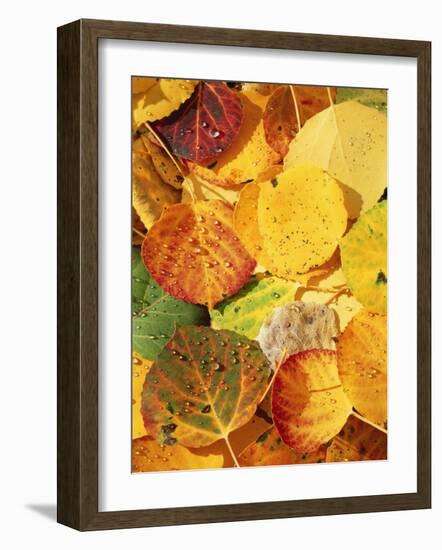 Wet Aspen Leaves in Autumn, Gunnison National Forest, Colorado, USA-Scott T. Smith-Framed Photographic Print