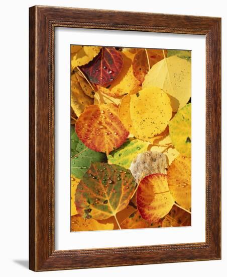 Wet Aspen Leaves in Autumn, Gunnison National Forest, Colorado, USA-Scott T. Smith-Framed Photographic Print