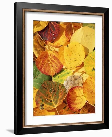 Wet Aspen Leaves in Autumn, Gunnison National Forest, Colorado, USA-Scott T. Smith-Framed Photographic Print