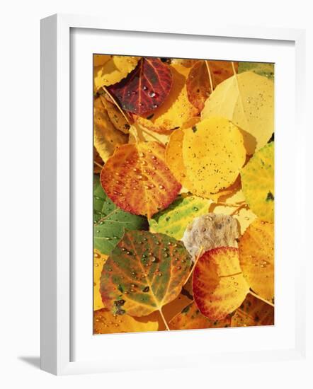 Wet Aspen Leaves in Autumn, Gunnison National Forest, Colorado, USA-Scott T. Smith-Framed Photographic Print