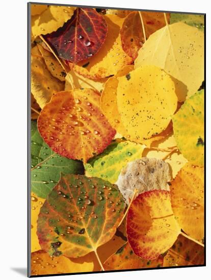 Wet Aspen Leaves in Autumn, Gunnison National Forest, Colorado, USA-Scott T. Smith-Mounted Photographic Print