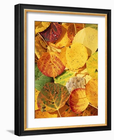 Wet Aspen Leaves in Autumn, Gunnison National Forest, Colorado, USA-Scott T. Smith-Framed Photographic Print