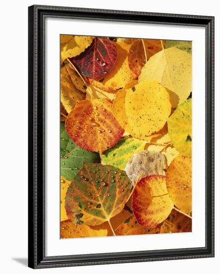 Wet Aspen Leaves in Autumn, Gunnison National Forest, Colorado, USA-Scott T. Smith-Framed Photographic Print