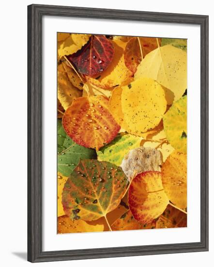 Wet Aspen Leaves in Autumn, Gunnison National Forest, Colorado, USA-Scott T. Smith-Framed Photographic Print