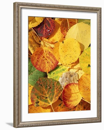 Wet Aspen Leaves in Autumn, Gunnison National Forest, Colorado, USA-Scott T. Smith-Framed Photographic Print