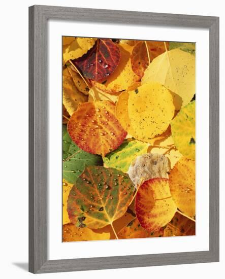 Wet Aspen Leaves in Autumn, Gunnison National Forest, Colorado, USA-Scott T. Smith-Framed Photographic Print