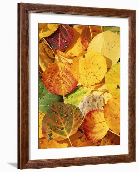 Wet Aspen Leaves in Autumn, Gunnison National Forest, Colorado, USA-Scott T. Smith-Framed Photographic Print