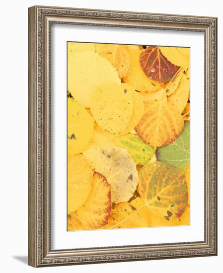 Wet Aspen Leaves in Autumn, Gunnison National Forest, Colorado, USA-Scott T. Smith-Framed Photographic Print