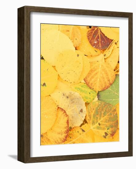 Wet Aspen Leaves in Autumn, Gunnison National Forest, Colorado, USA-Scott T. Smith-Framed Photographic Print