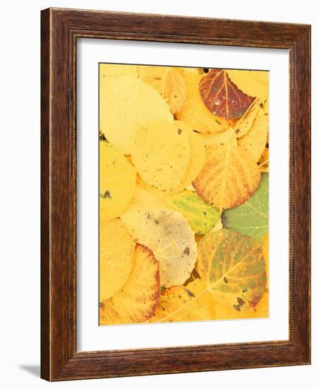 Wet Aspen Leaves in Autumn, Gunnison National Forest, Colorado, USA-Scott T. Smith-Framed Photographic Print