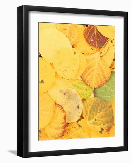 Wet Aspen Leaves in Autumn, Gunnison National Forest, Colorado, USA-Scott T. Smith-Framed Photographic Print