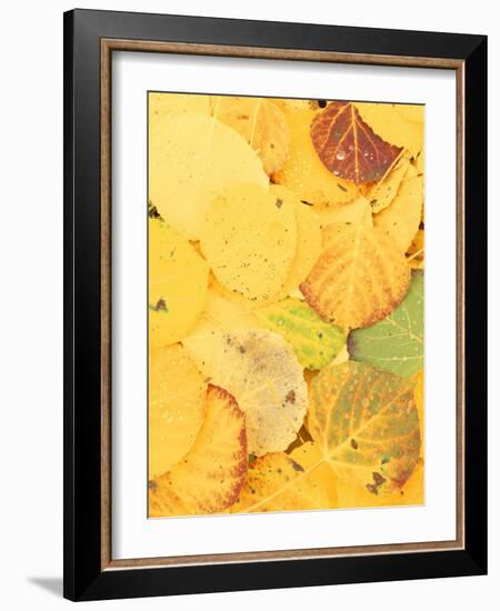 Wet Aspen Leaves in Autumn, Gunnison National Forest, Colorado, USA-Scott T. Smith-Framed Photographic Print