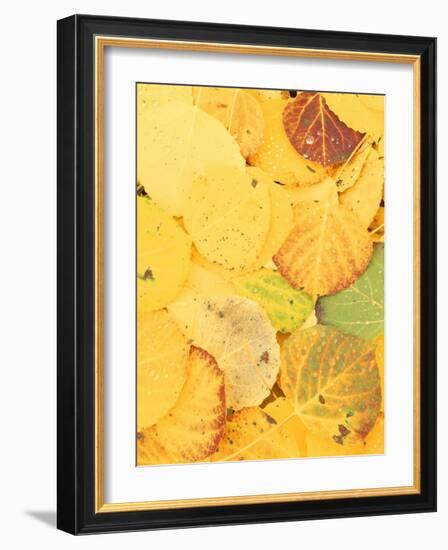 Wet Aspen Leaves in Autumn, Gunnison National Forest, Colorado, USA-Scott T. Smith-Framed Photographic Print