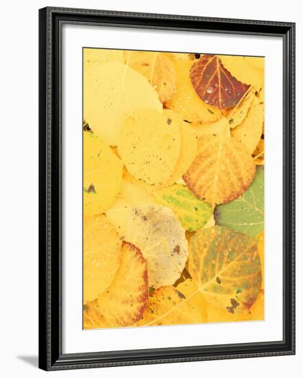 Wet Aspen Leaves in Autumn, Gunnison National Forest, Colorado, USA-Scott T. Smith-Framed Photographic Print