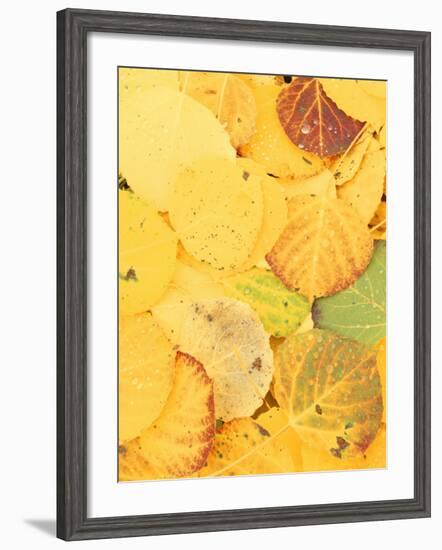 Wet Aspen Leaves in Autumn, Gunnison National Forest, Colorado, USA-Scott T. Smith-Framed Photographic Print