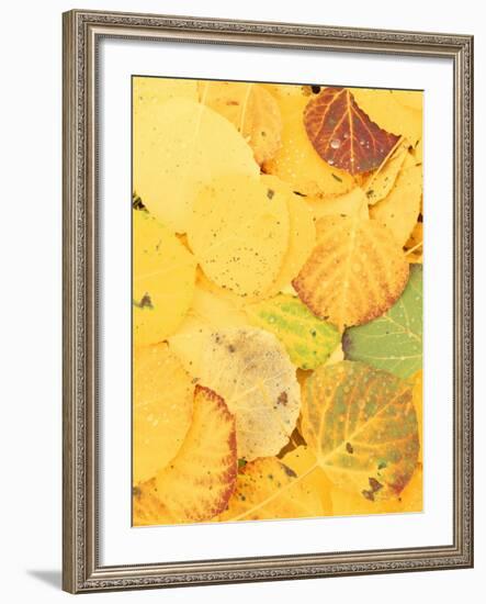 Wet Aspen Leaves in Autumn, Gunnison National Forest, Colorado, USA-Scott T. Smith-Framed Photographic Print