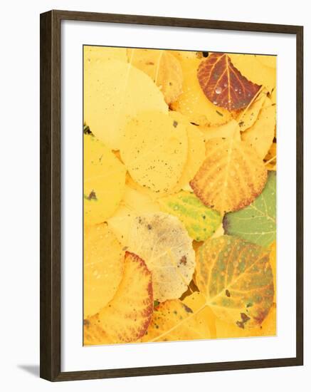 Wet Aspen Leaves in Autumn, Gunnison National Forest, Colorado, USA-Scott T. Smith-Framed Photographic Print