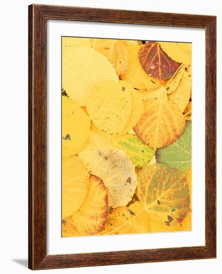 Wet Aspen Leaves in Autumn, Gunnison National Forest, Colorado, USA-Scott T. Smith-Framed Photographic Print