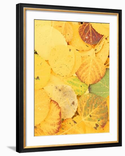 Wet Aspen Leaves in Autumn, Gunnison National Forest, Colorado, USA-Scott T. Smith-Framed Photographic Print