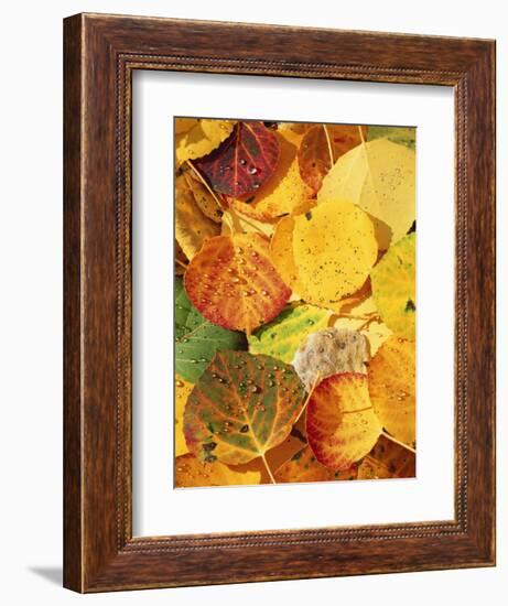 Wet Aspen Leaves in Autumn, Gunnison National Forest, Colorado, USA-Scott T. Smith-Framed Photographic Print