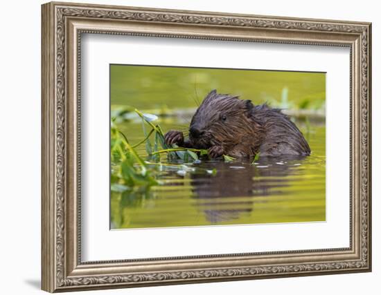 Wet Eurasian Beaver Eating Leaves in Swamp in Summer-WildMedia-Framed Photographic Print