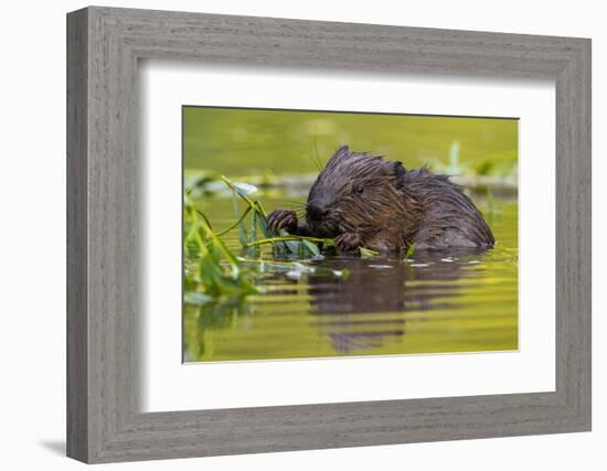 Wet Eurasian Beaver Eating Leaves in Swamp in Summer-WildMedia-Framed Photographic Print