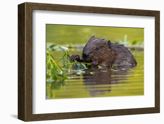 Wet Eurasian Beaver Eating Leaves in Swamp in Summer-WildMedia-Framed Photographic Print