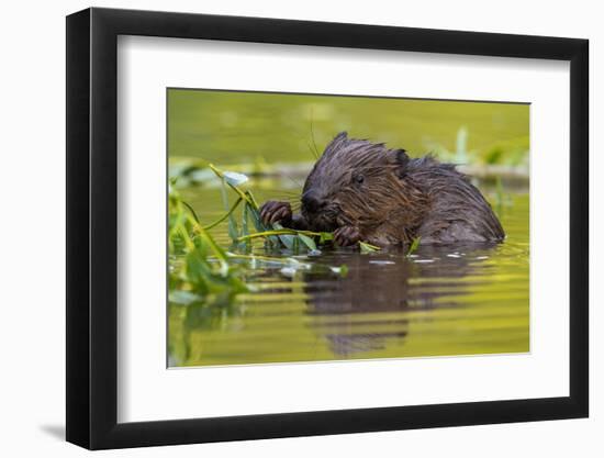 Wet Eurasian Beaver Eating Leaves in Swamp in Summer-WildMedia-Framed Photographic Print