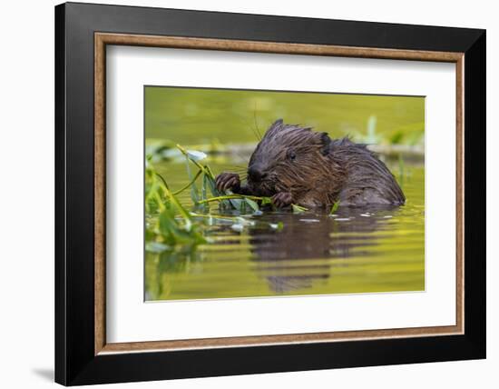 Wet Eurasian Beaver Eating Leaves in Swamp in Summer-WildMedia-Framed Photographic Print