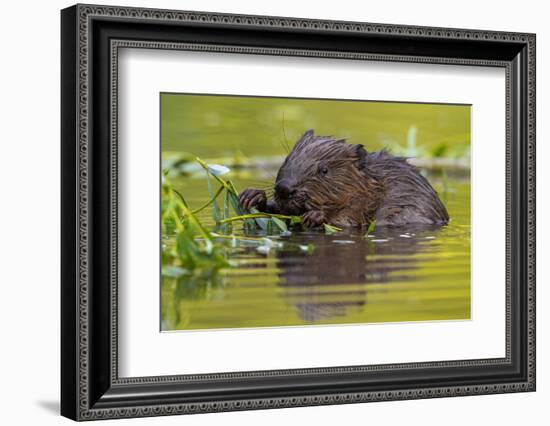 Wet Eurasian Beaver Eating Leaves in Swamp in Summer-WildMedia-Framed Photographic Print