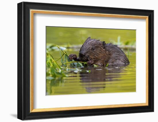 Wet Eurasian Beaver Eating Leaves in Swamp in Summer-WildMedia-Framed Photographic Print