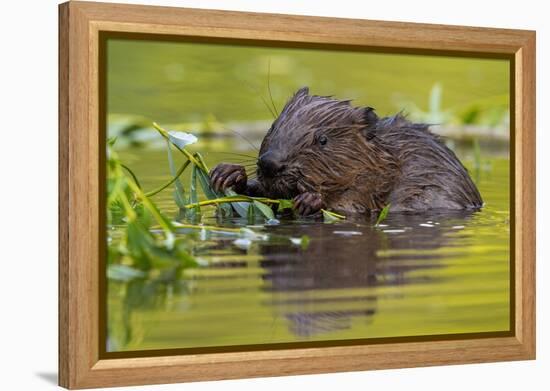 Wet Eurasian Beaver Eating Leaves in Swamp in Summer-WildMedia-Framed Premier Image Canvas