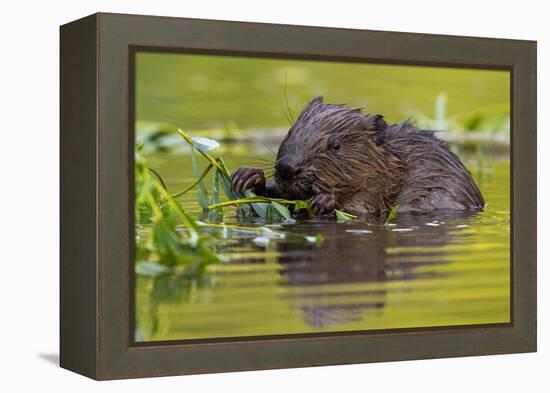 Wet Eurasian Beaver Eating Leaves in Swamp in Summer-WildMedia-Framed Premier Image Canvas