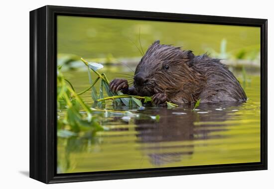 Wet Eurasian Beaver Eating Leaves in Swamp in Summer-WildMedia-Framed Premier Image Canvas