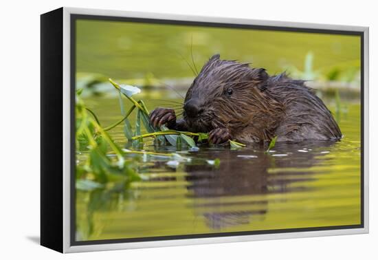 Wet Eurasian Beaver Eating Leaves in Swamp in Summer-WildMedia-Framed Premier Image Canvas