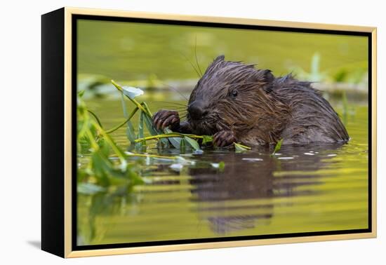 Wet Eurasian Beaver Eating Leaves in Swamp in Summer-WildMedia-Framed Premier Image Canvas