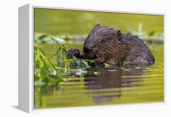 Wet Eurasian Beaver Eating Leaves in Swamp in Summer-WildMedia-Framed Premier Image Canvas