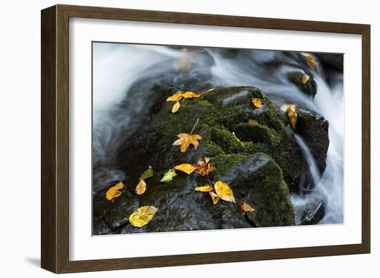 Wet Leaves-Danny Head-Framed Photographic Print